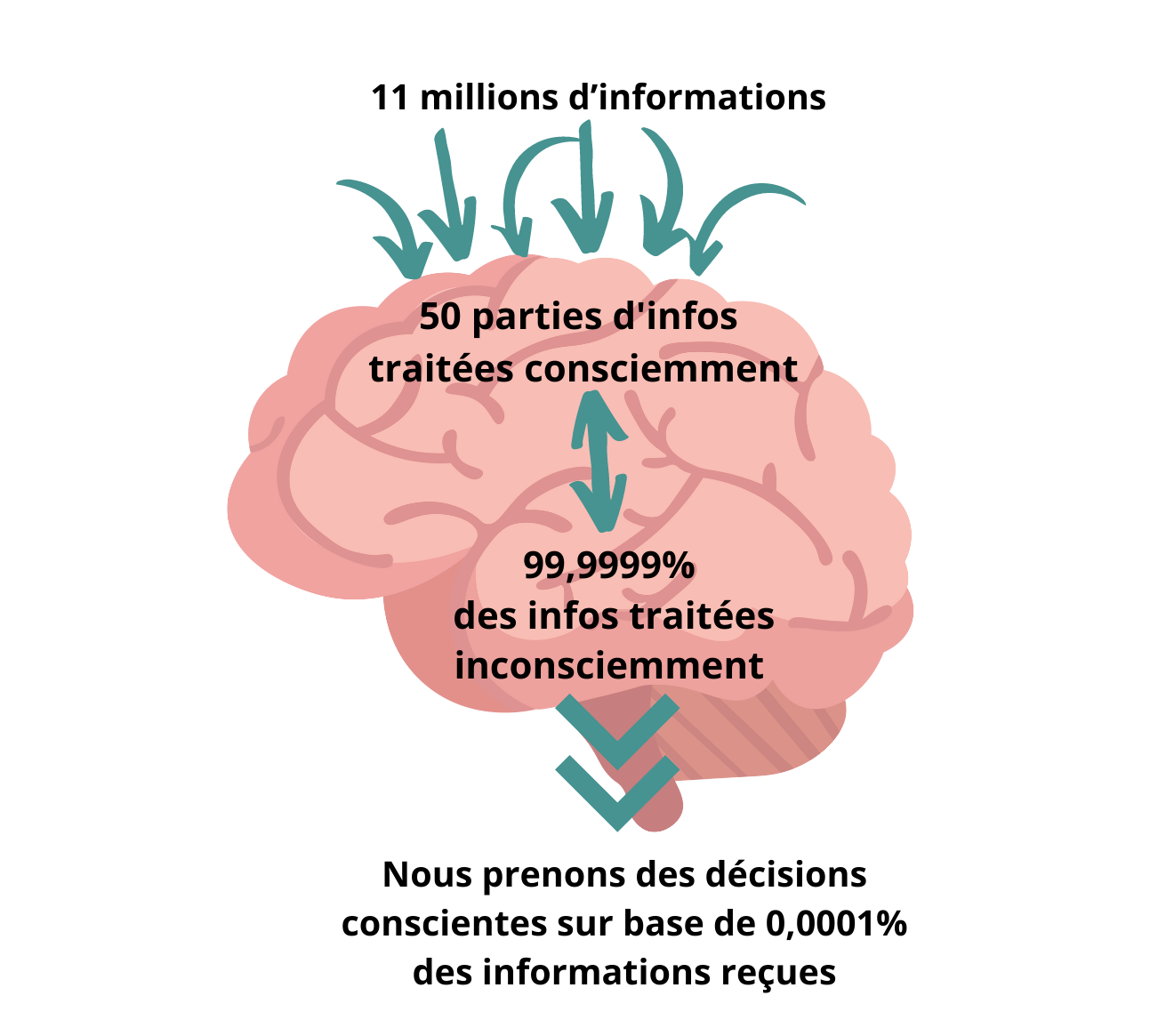 Le fonctionnement du cerveau